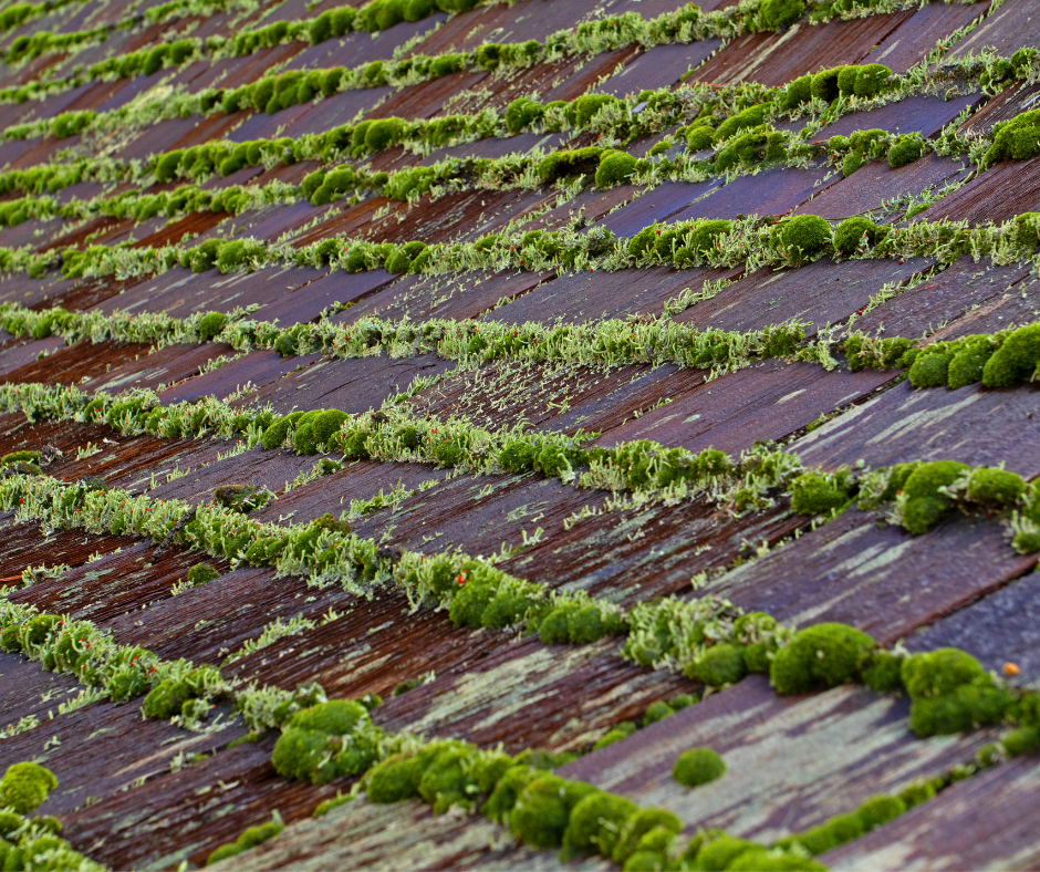 rooftop algae and moss
